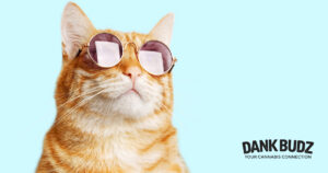 CBD For Cats