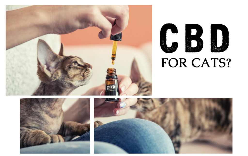 The Benefits of CBD for Cats CBD Oil for Cats