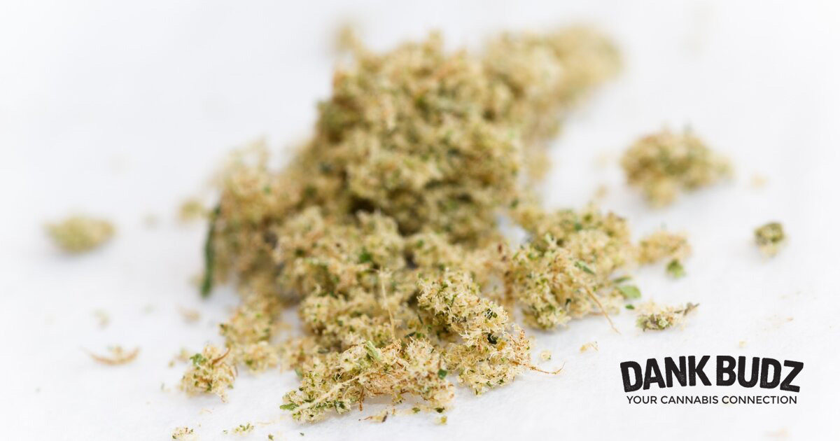 Kief vs. Hash - Differences, Uses, & Extraction Methods [Guide]