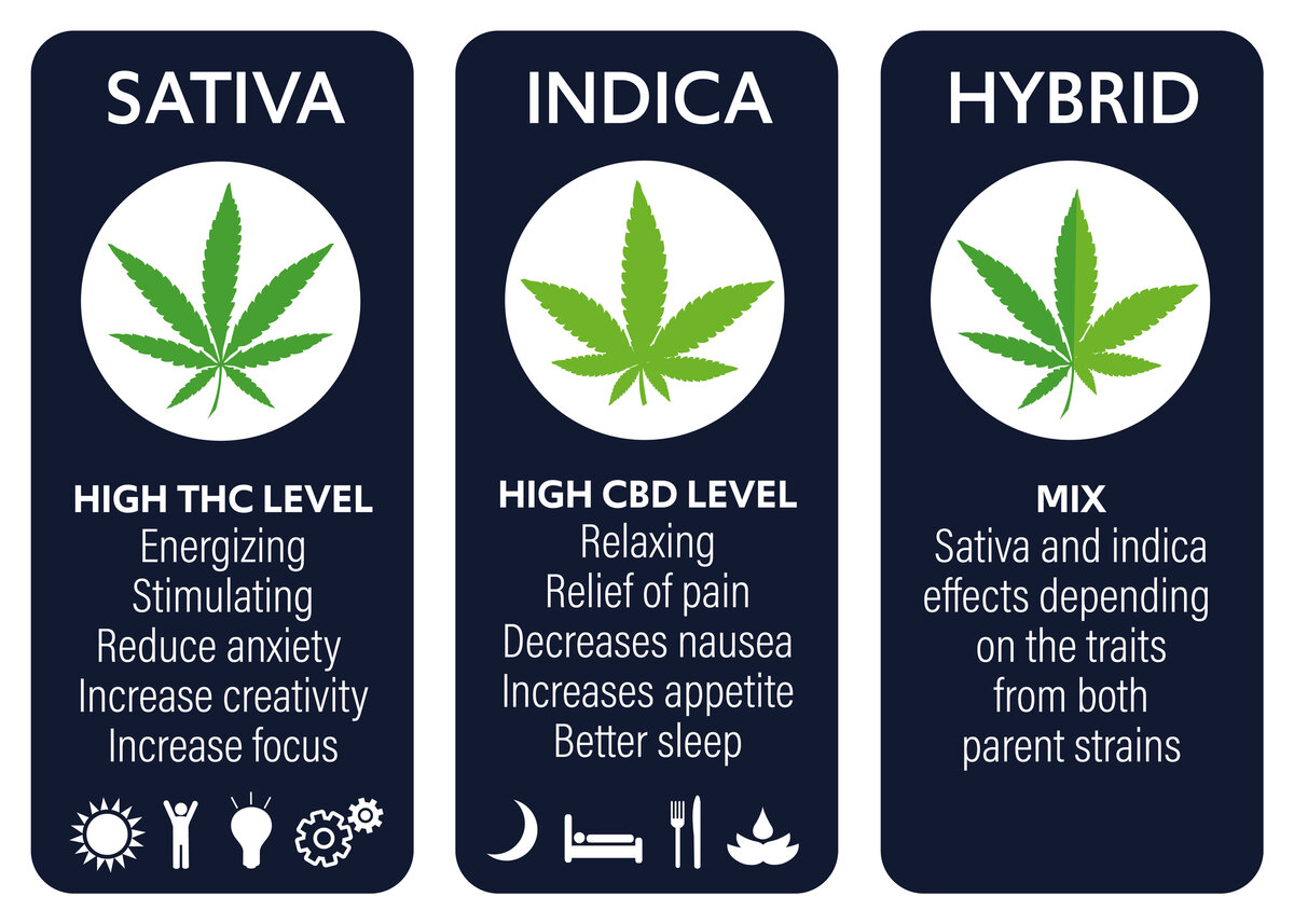 the-different-types-of-weed-strains-explained-emilyancepennington