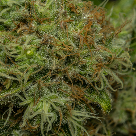 Afghan Kush