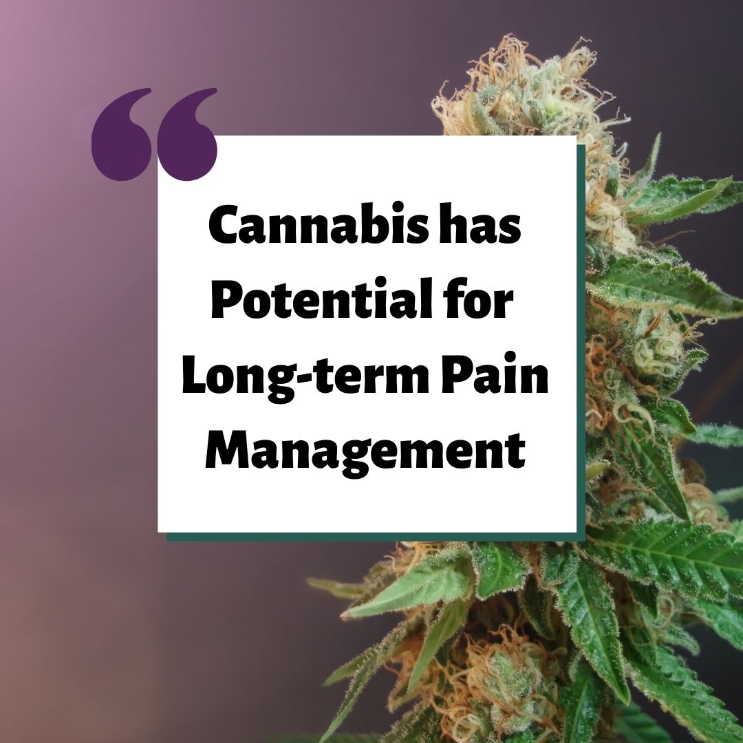Cannabis Has Potential for Long-term Pain Management