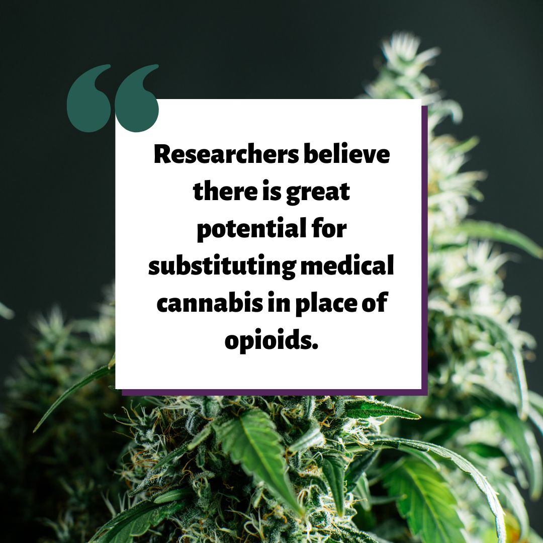 Substituting Medical Cannabis for Opioids