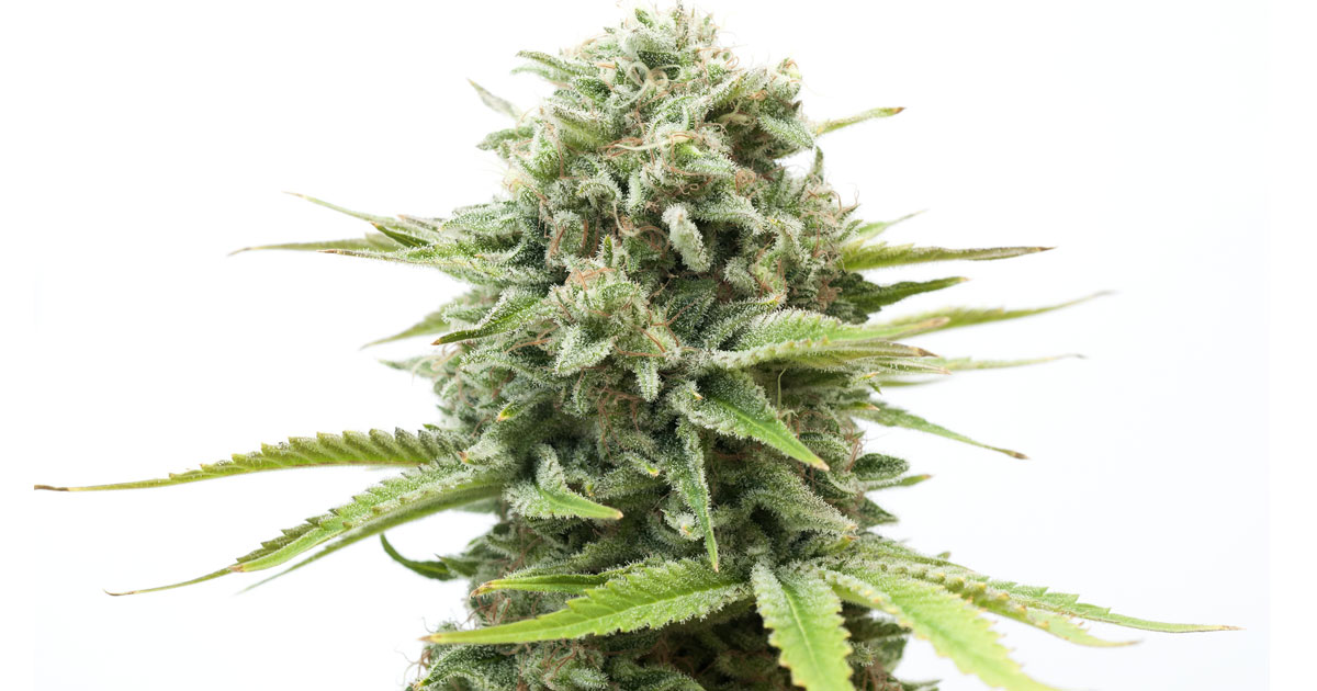 Cannabis Plant Terms