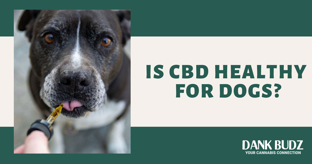 Is CBD Healthy For Dogs?