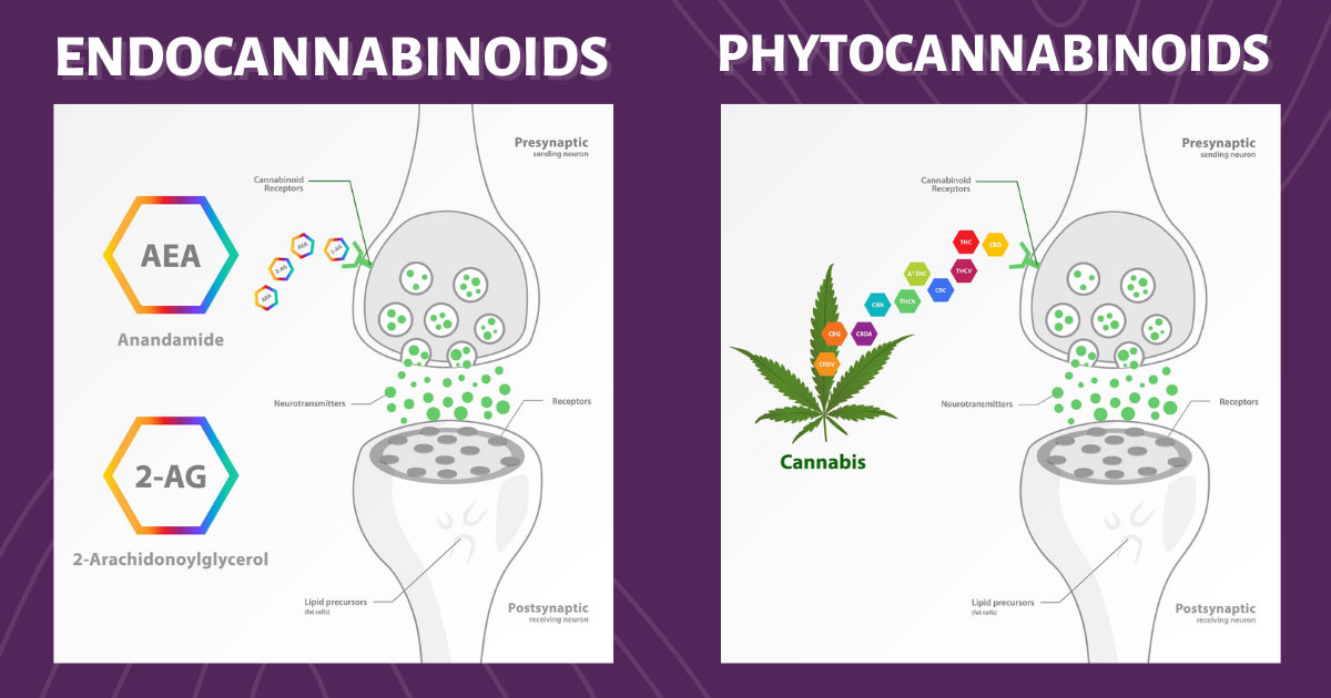 Phytocannabinoids and Endocannabinoids