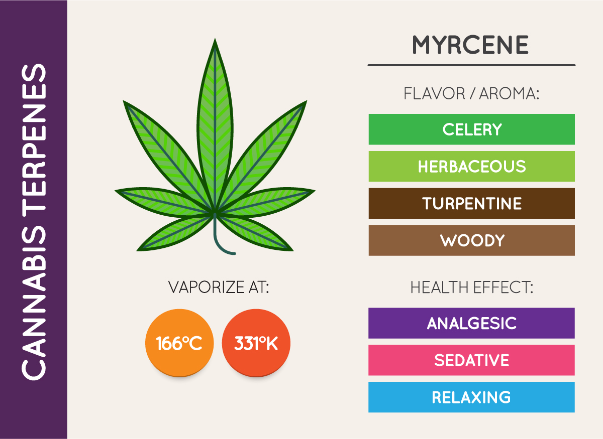 Understanding the Importance of Terpenes in Cannabis