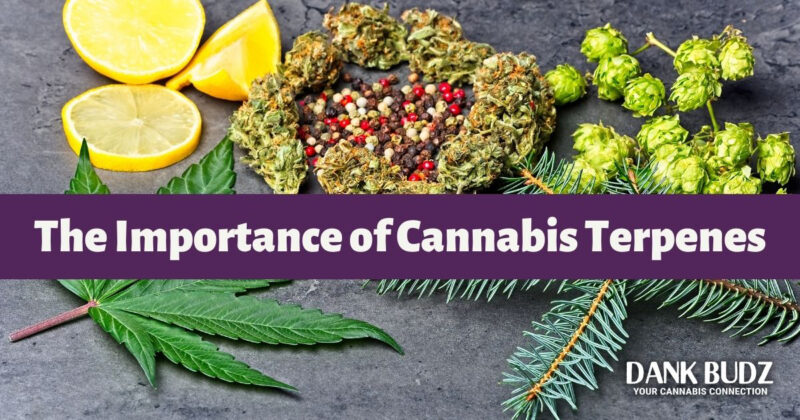 Understanding The Importance Of Terpenes In Cannabis