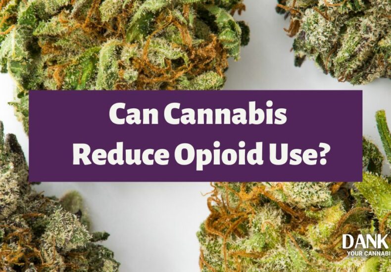 Medical Cannabis May Reduce Opioid Use
