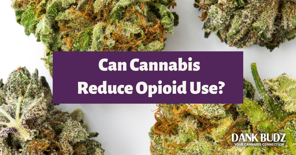 Medical Cannabis May Reduce Opioid Use