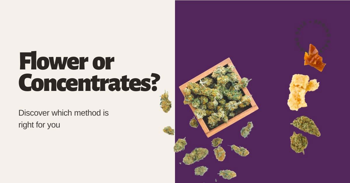 Cannabis Flower Vs Dabs: The Major Things To Consider