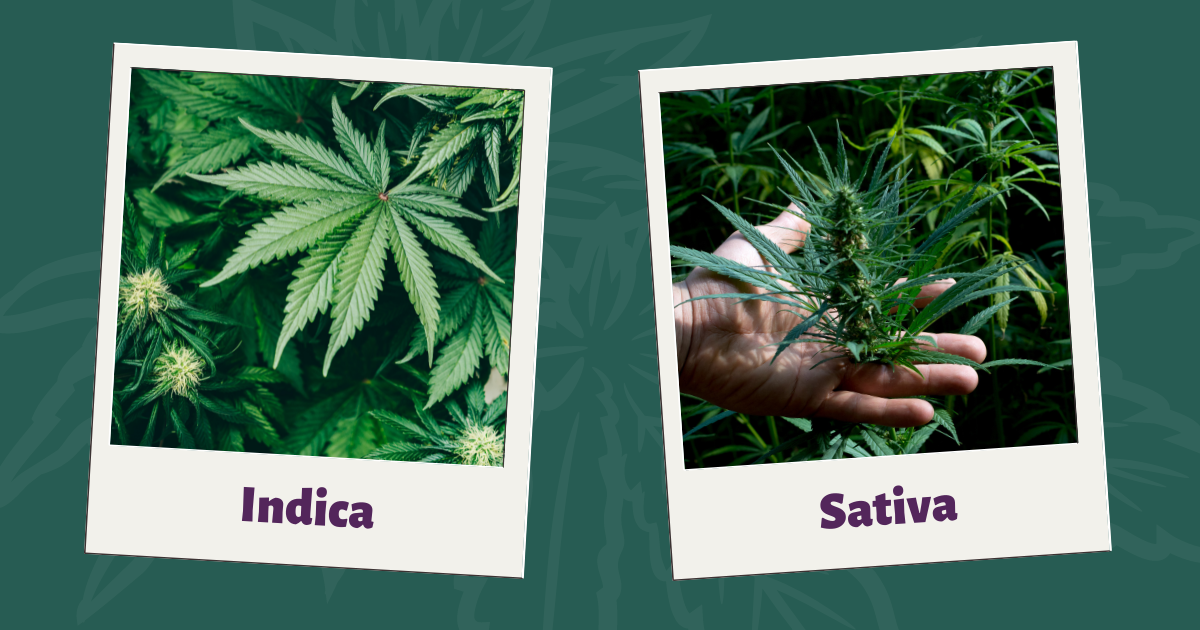 Indica v Sativa