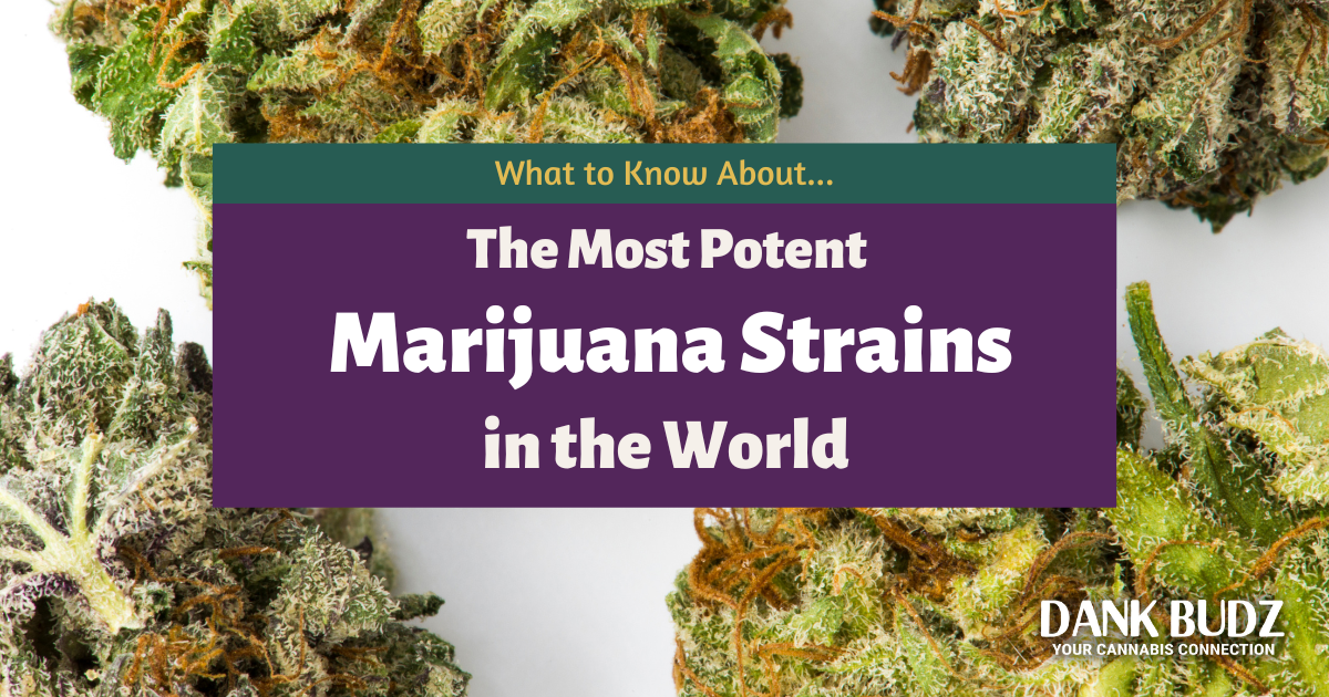 What Are the Most Potent Cannabis Strains