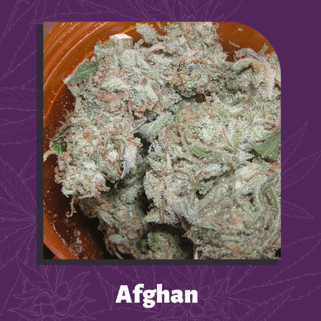 Afghan