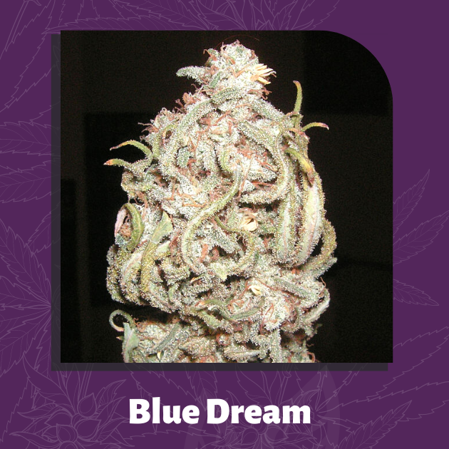 Blue Dream