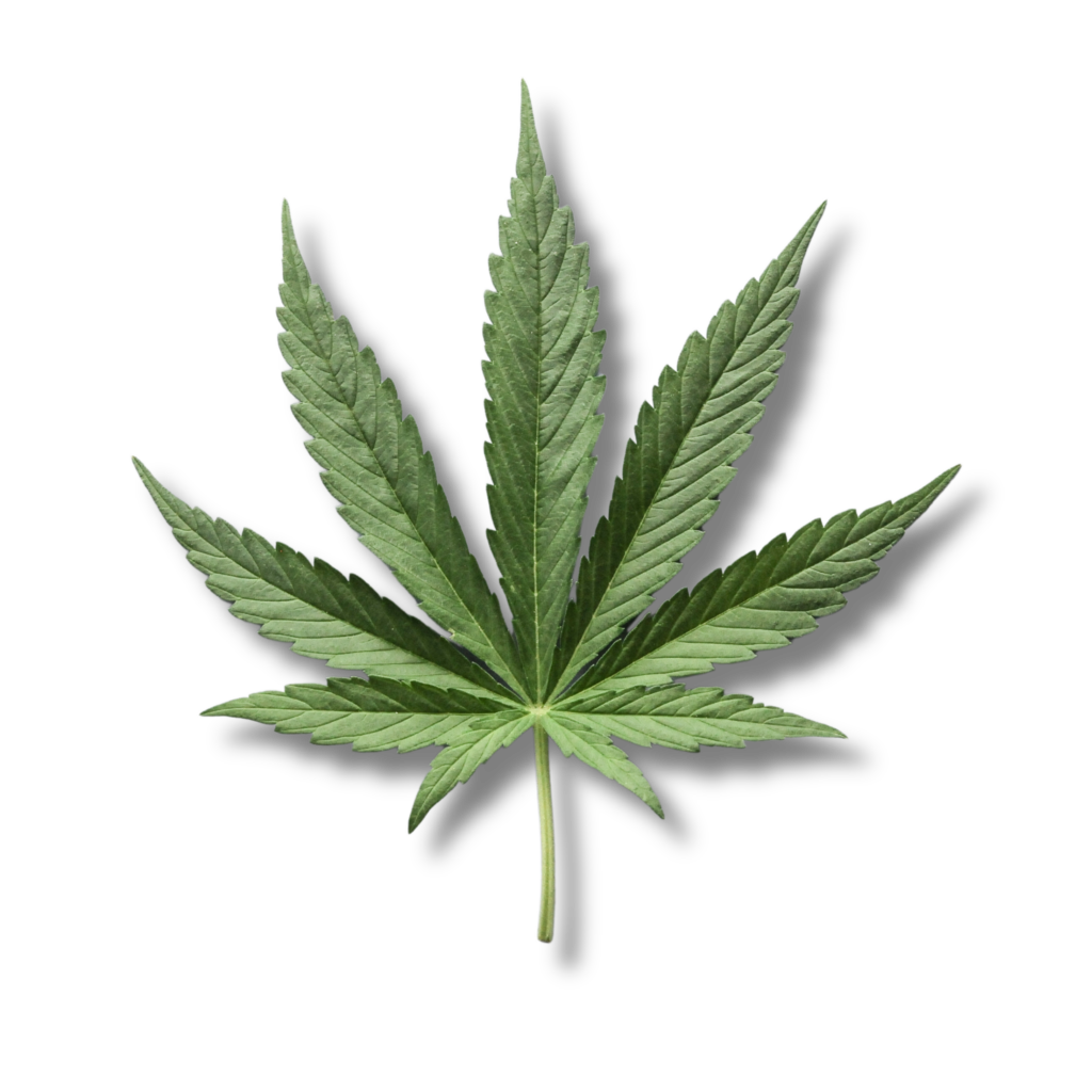 Cannabis Leaf