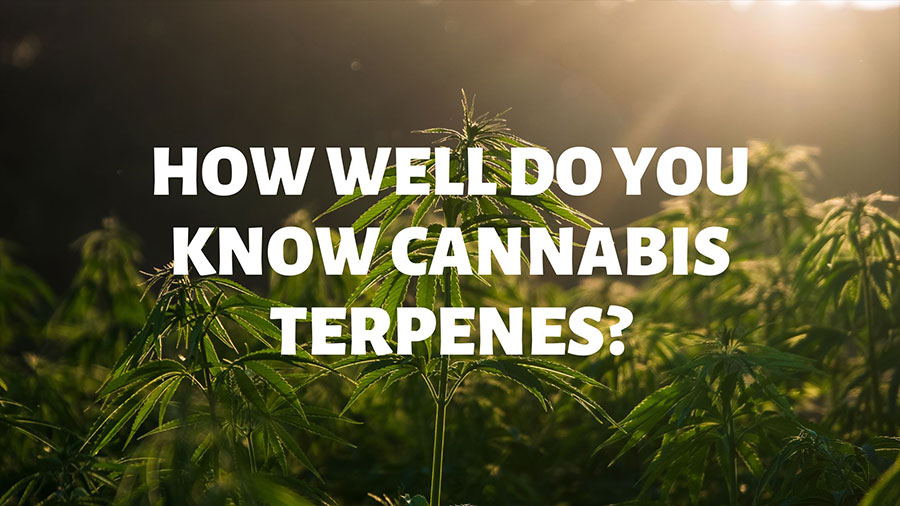 How well do you know terpenes?