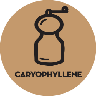 Caryophyllene
