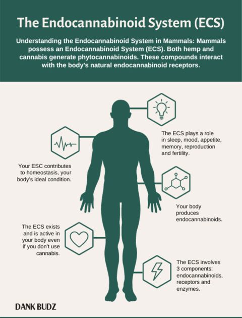 The Endocannabinoid System