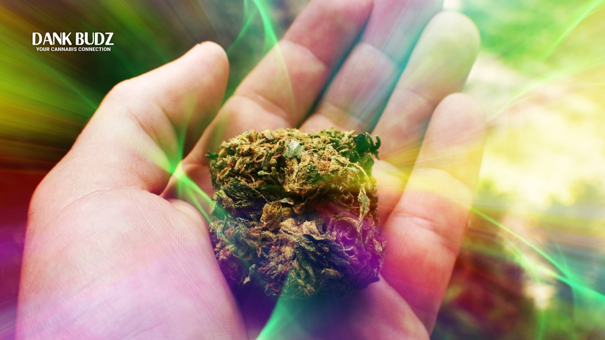 Chemistry behind the Skunky Scent in Marijuana