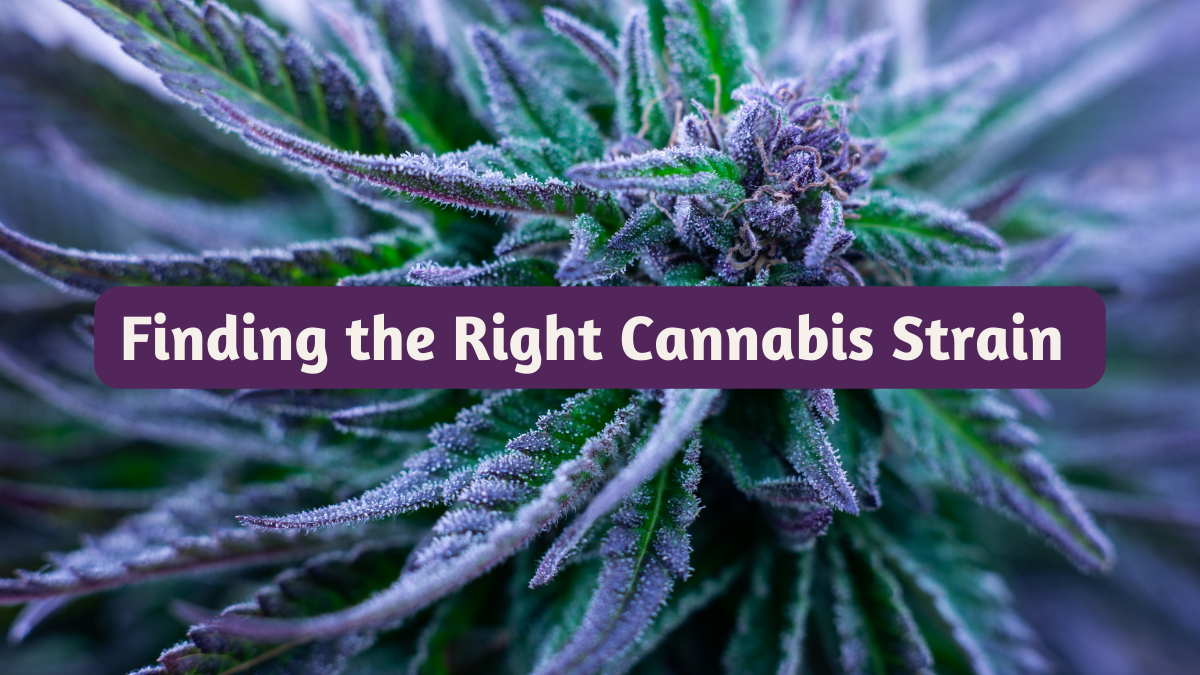 Finding the Right Cannabis Strain