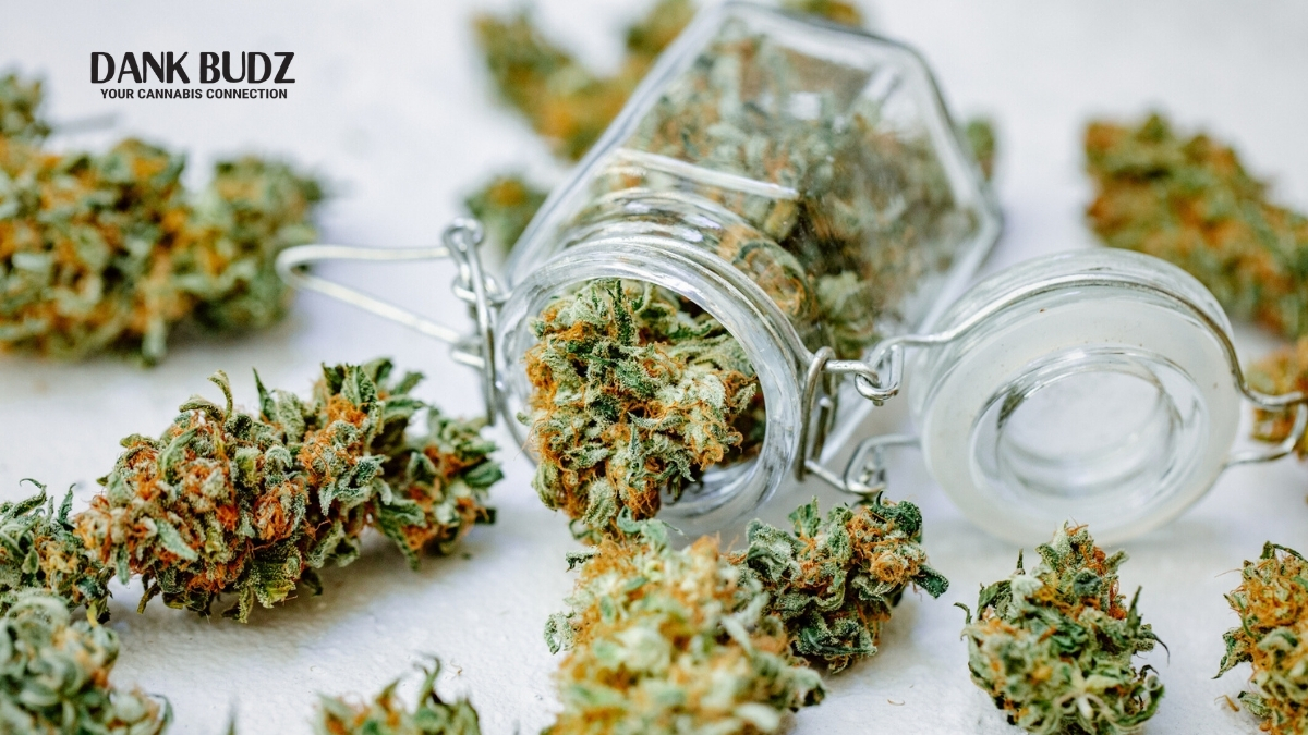 Best Glass Cannabis Storage Jars
