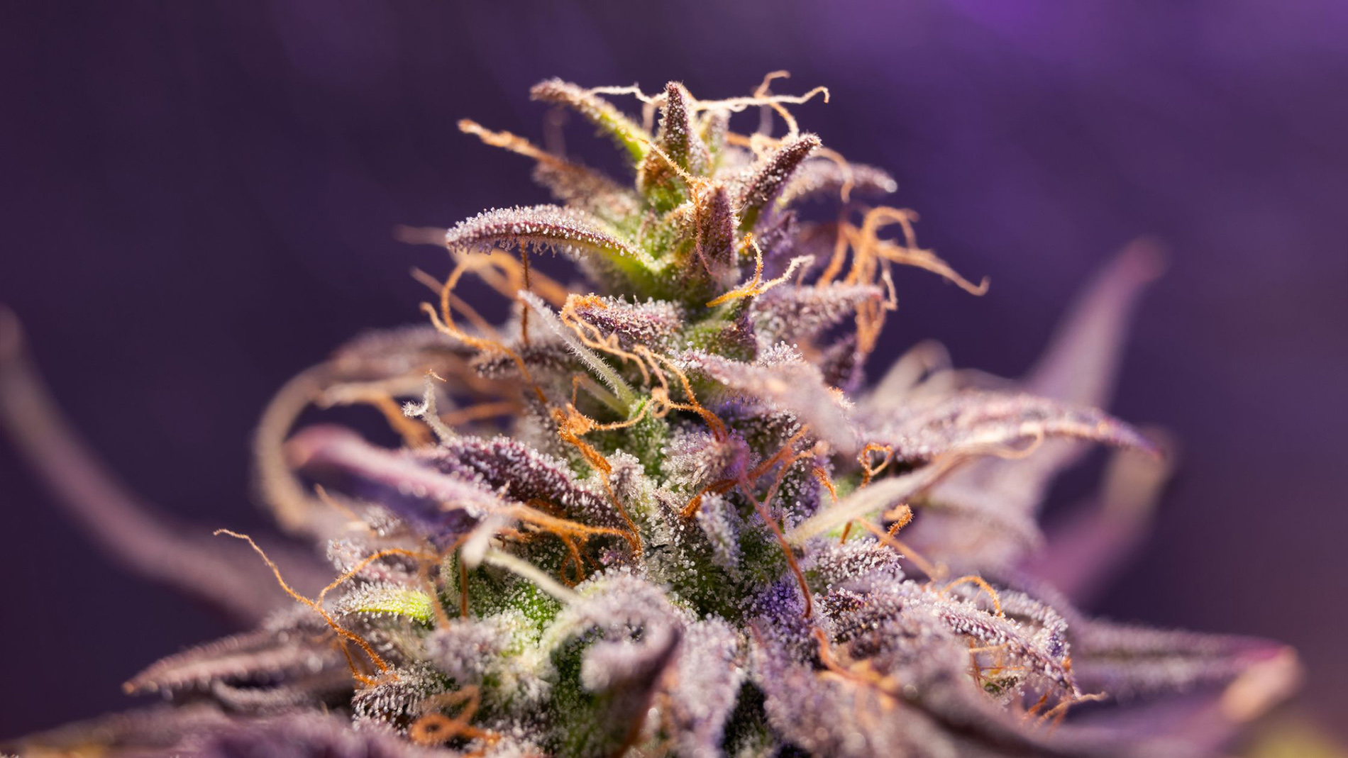 Parts Cannabis Flower