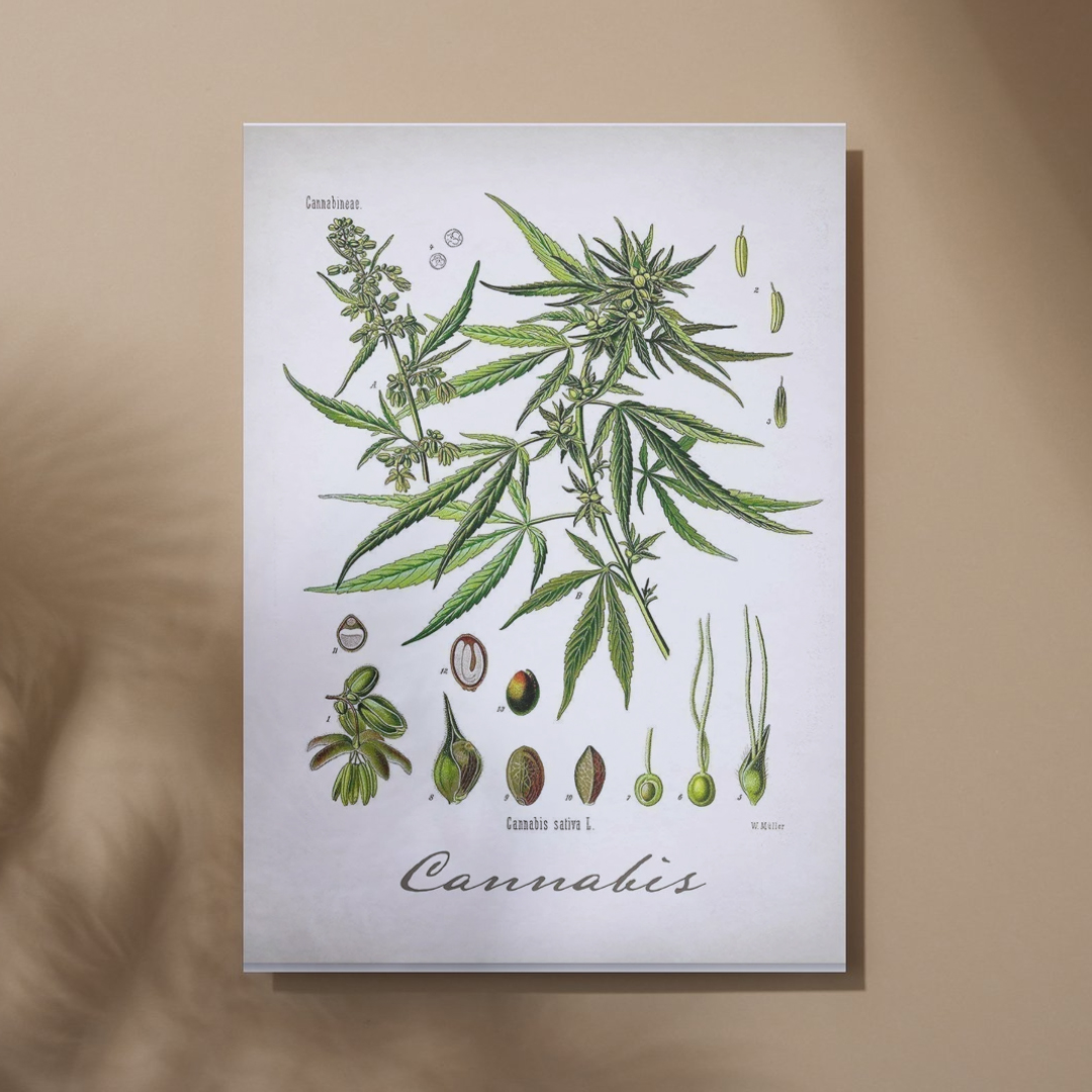 Cannabis Plant Art