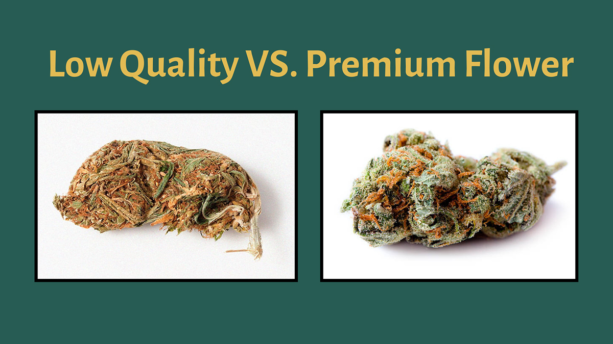 Low Quality Vs. Premium Cannabis Flower