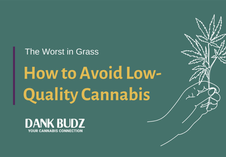 How to Spot and Avoid Low-Quality Cannabis