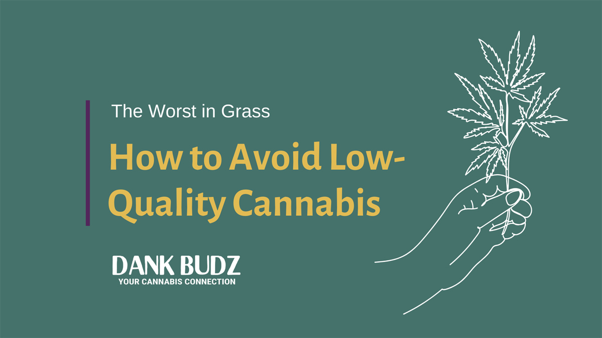 How to Spot and Avoid Low-Quality Cannabis