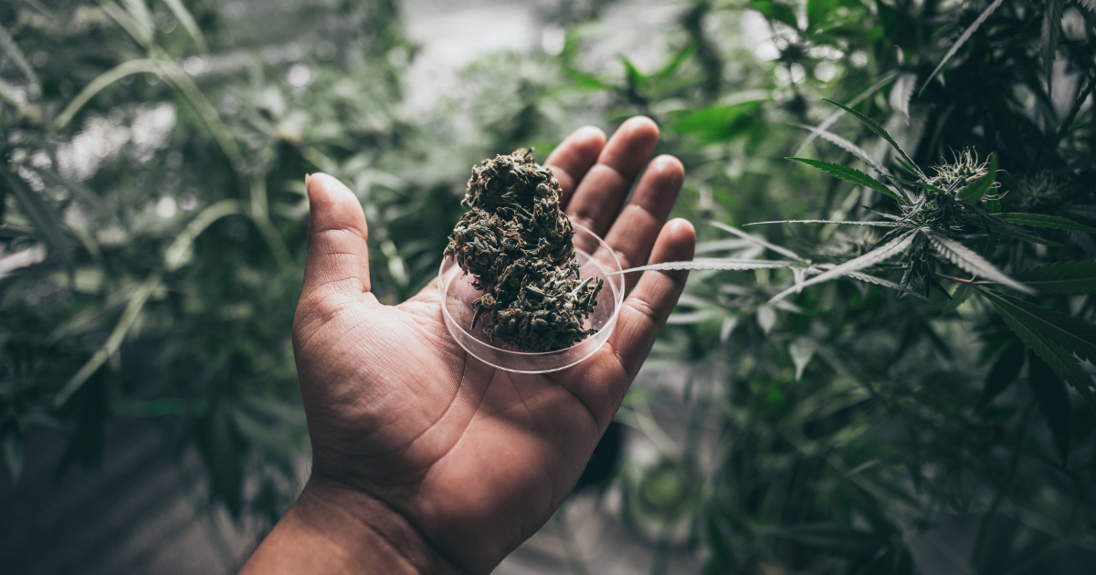 Why Do Cannabis Strains Disappear?