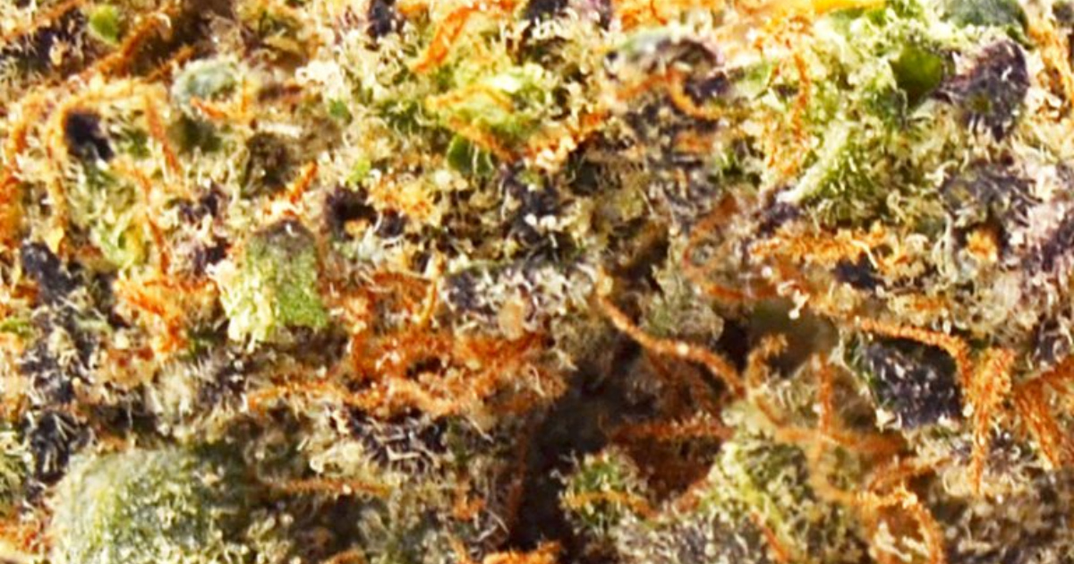 Gorilla Glue #4 Cannabis Strain