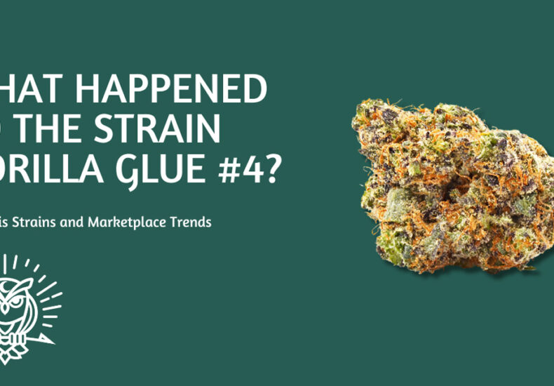 What Happened to the Strain Gorilla Glue #4?
