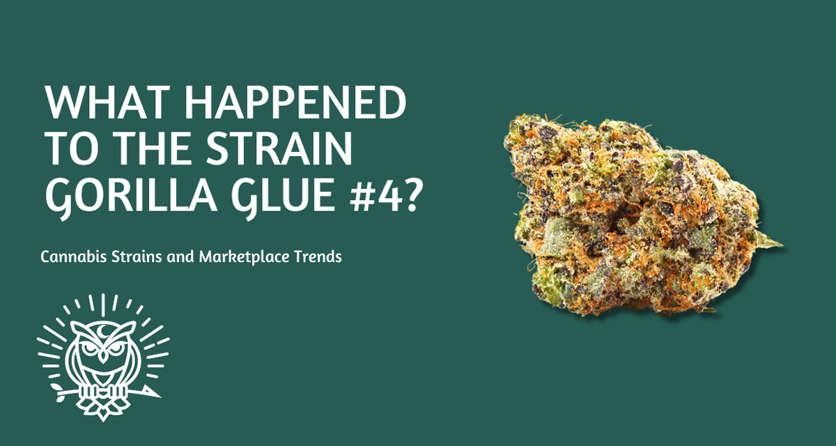 What Happened to the Strain Gorilla Glue #4?