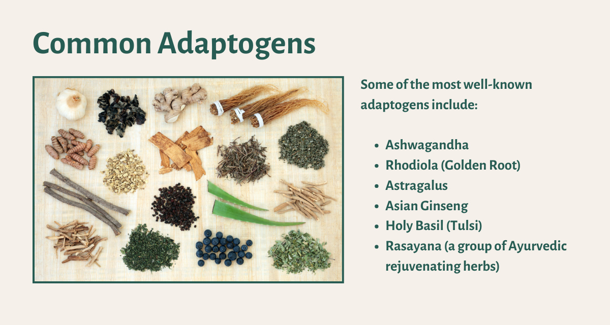 Common Adaptogens