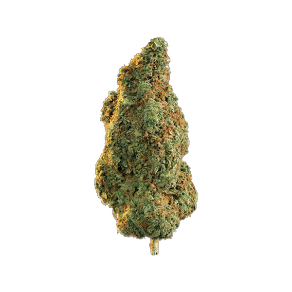 Northern Lights Strain