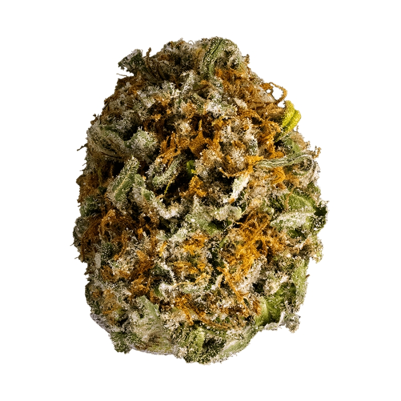 Sensi Star Strain