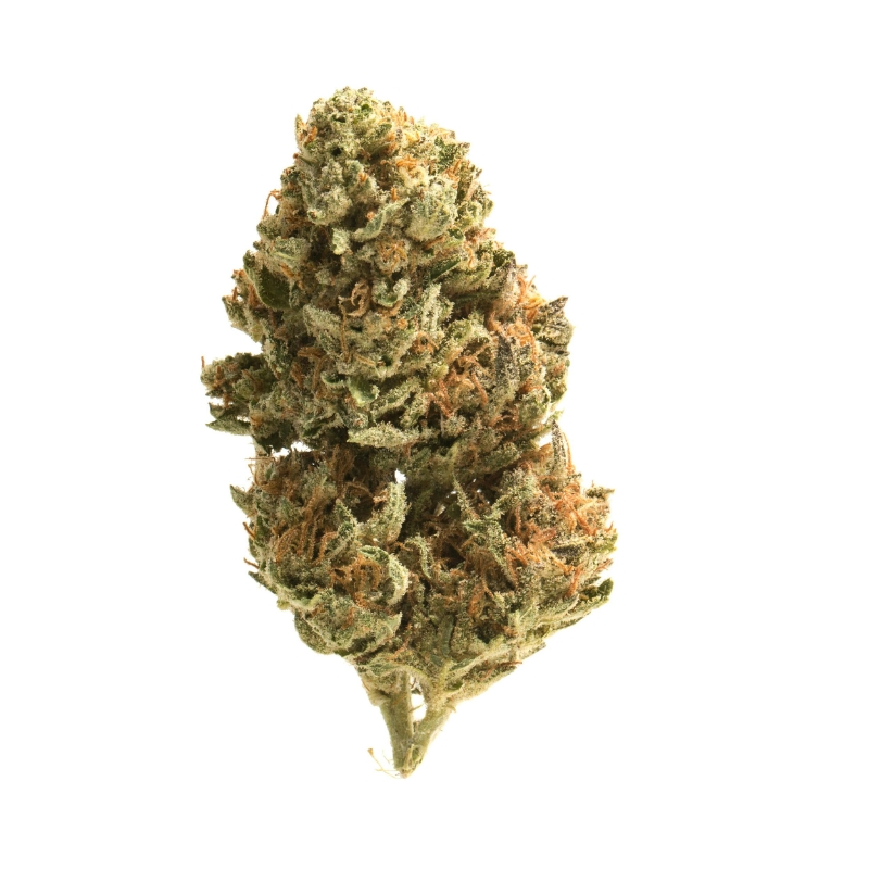 Y Griega Strain