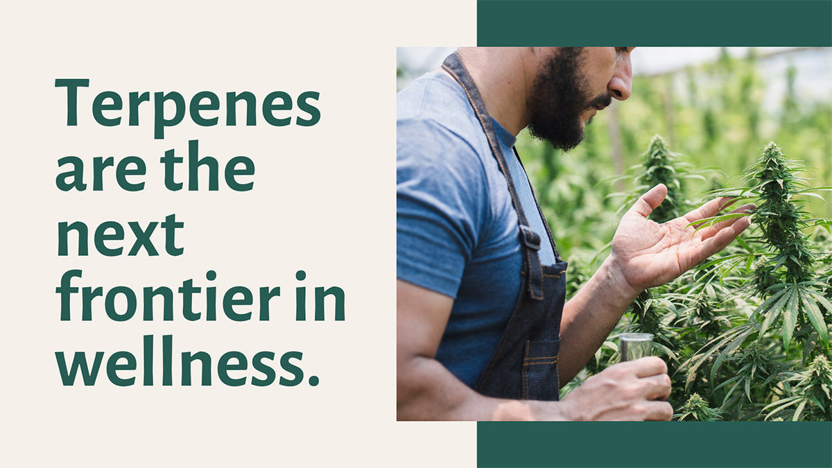 Cannabis Terpene Quote