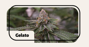 Gelato Strain Review