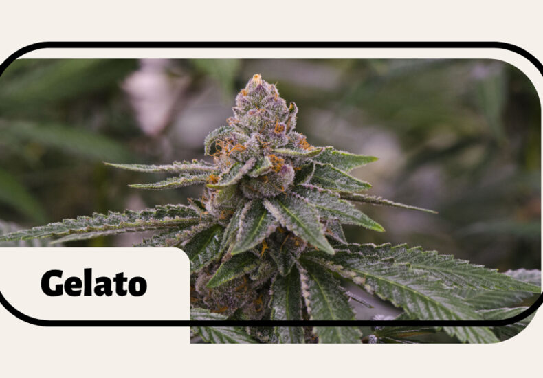 Gelato Strain Review