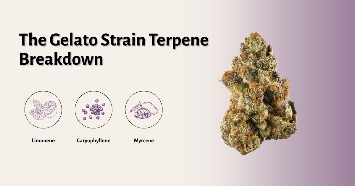 Gelato Strain Terpene Breakdown