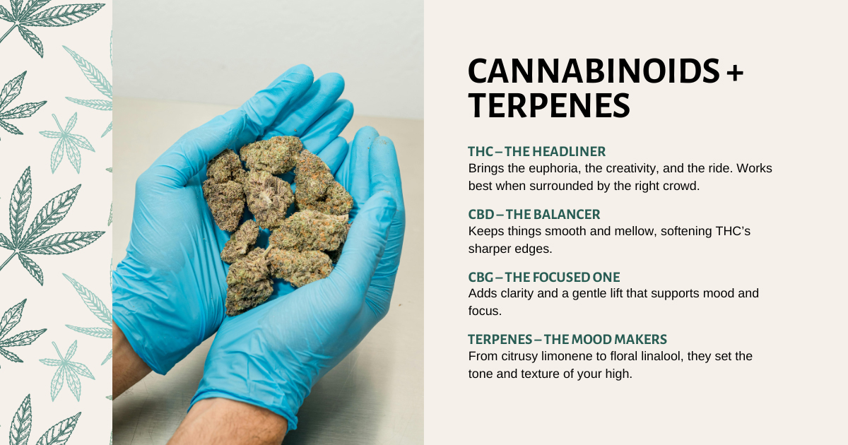 Cannabinoids + Terpenes: Who’s in the Entourage?