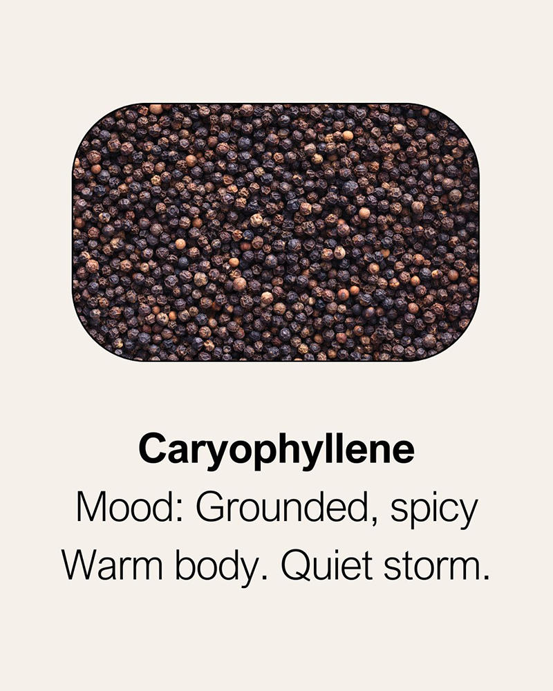 Caryophyllene terpene effects and aroma