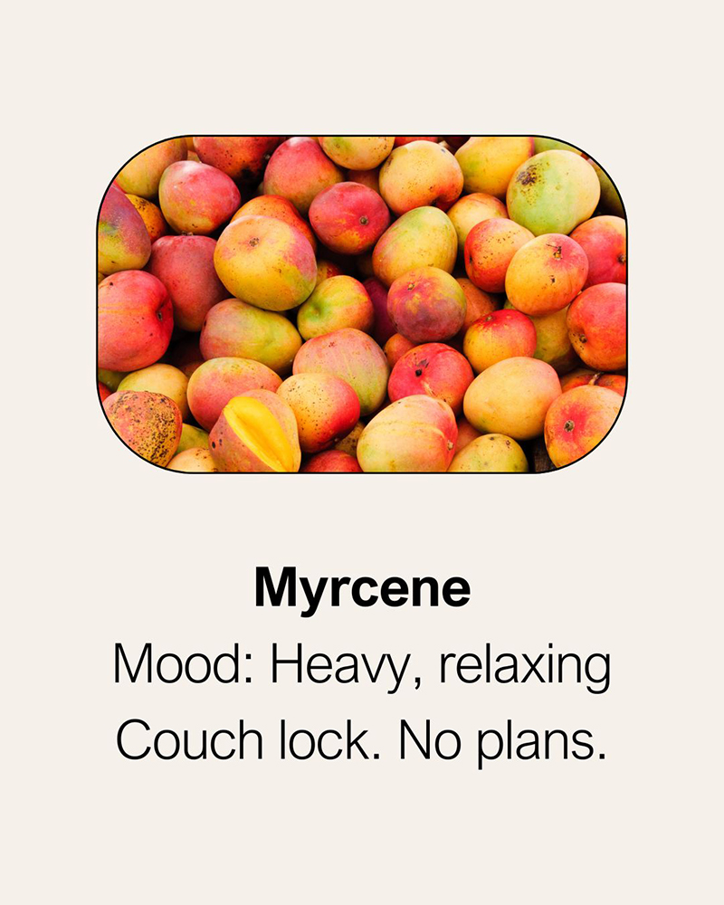 Myrcene terpene effects and aroma