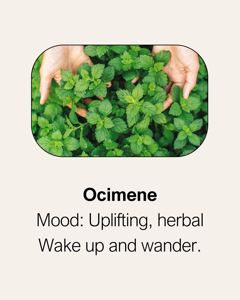 Ocimene terpene effects and aroma