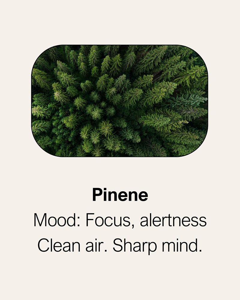 Pinene terpene effects and aroma