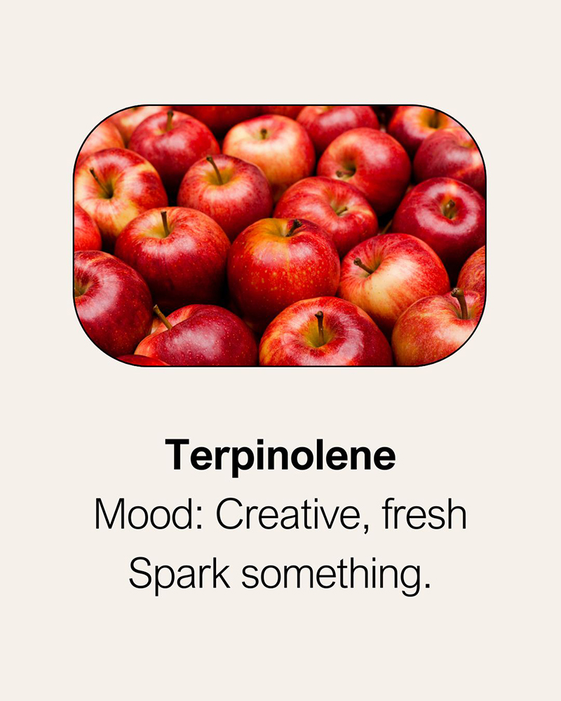 Terpinolene terpene effects and aroma