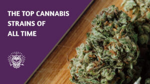 Top cannabis strains of all time